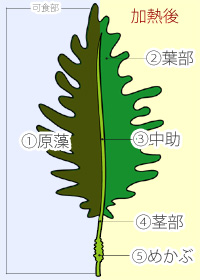 わかめの部位